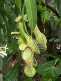 Eine Kannenpflanze (Nepenthes) Palmenhaus insektenfressend klein