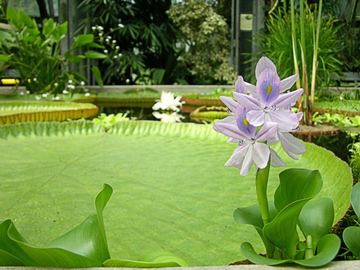 Wasserhyazinthe und Victoria Amazonica im Palmenhaus Innsbruck Eine tropische Wasserhyazinthe vor einem Blatt der Victoria Amazonica