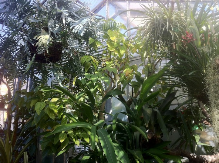 Das Palmenhaus. Ein Mini-Dschungel mit insgesamt 8.000 Pflanzen