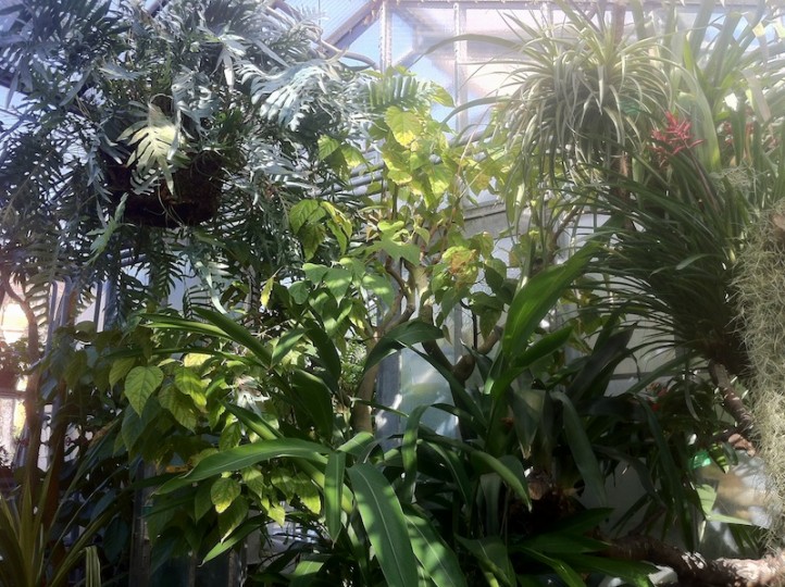 Palmenhaus im Hofgarten Das Palmenhaus. Ein Mini-Dschungel mit insgesamt 8.000 Pflanzen