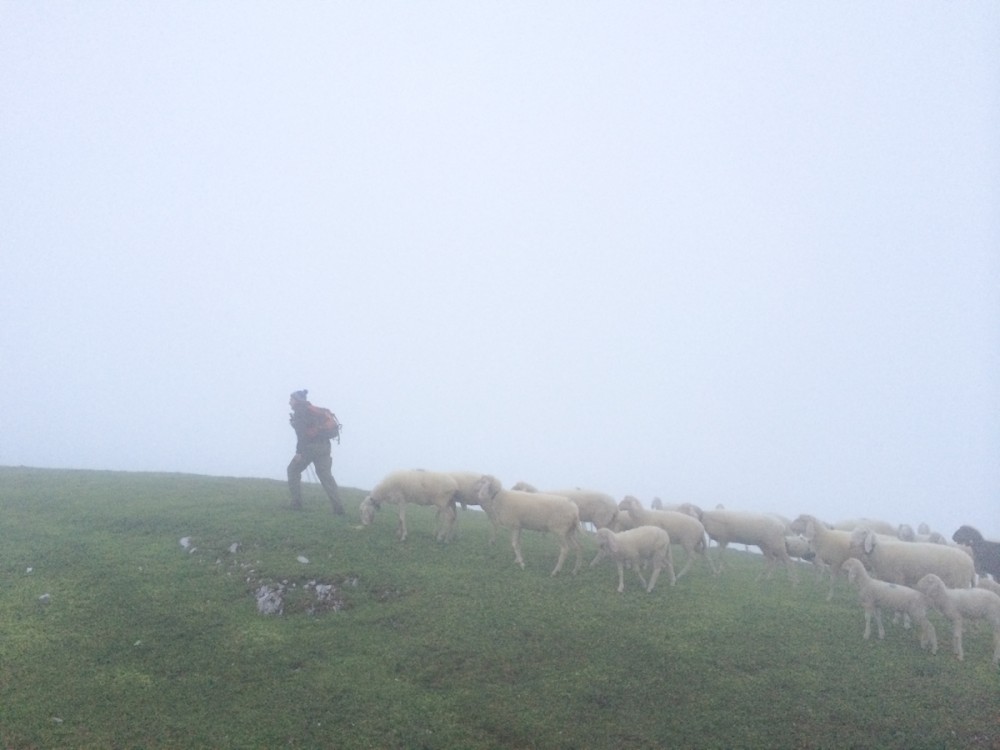 Die Schafe schließen sich uns für ein Stück der Wanderung an.