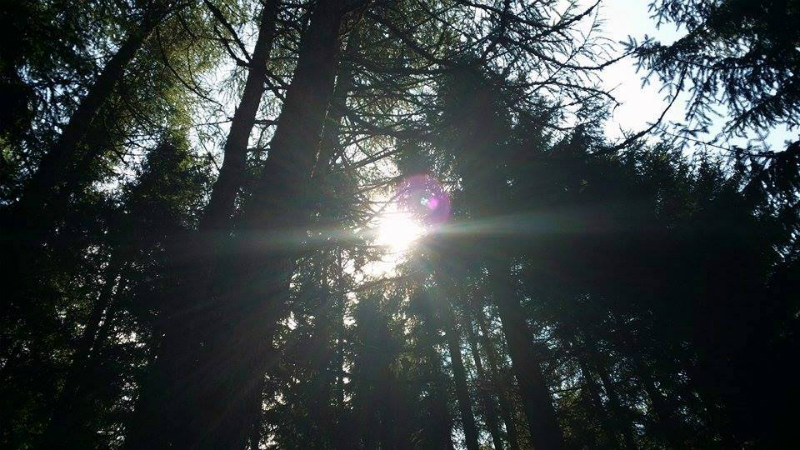 Schöne Lichteffekte im Wald zur Sistranser Alm