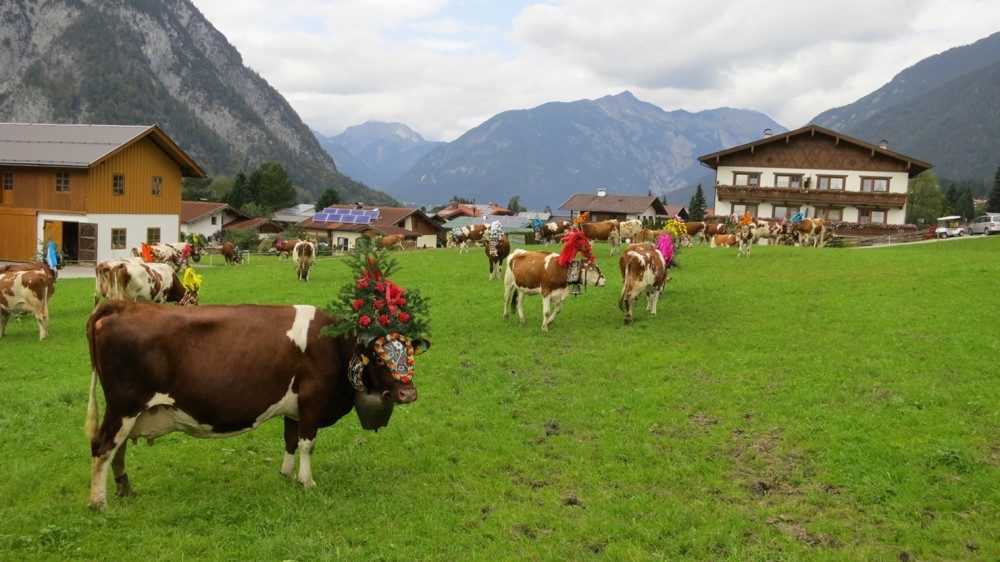 Für den Almabtrieb geschmückte Kühe nahe des Achensees