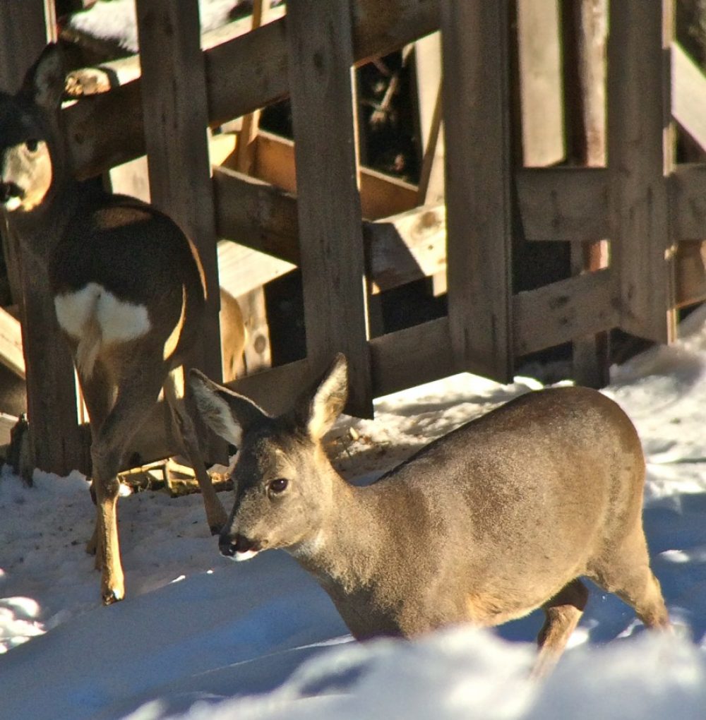 Wildfütterung in Praxmar Zögerlich und scheu: die Rehe des Luis Melmer. Hier aufgenommen mit der digiscope-Technik von Swarovski Optik.