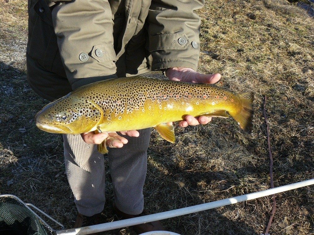Eine 'donaustämmige Forelle'. Bild: Naturschutzbund Kärnten 