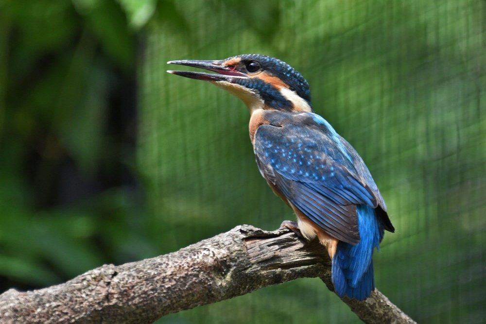 Der Eisvogel. Foto: A.Schestak/Alpenzoo.