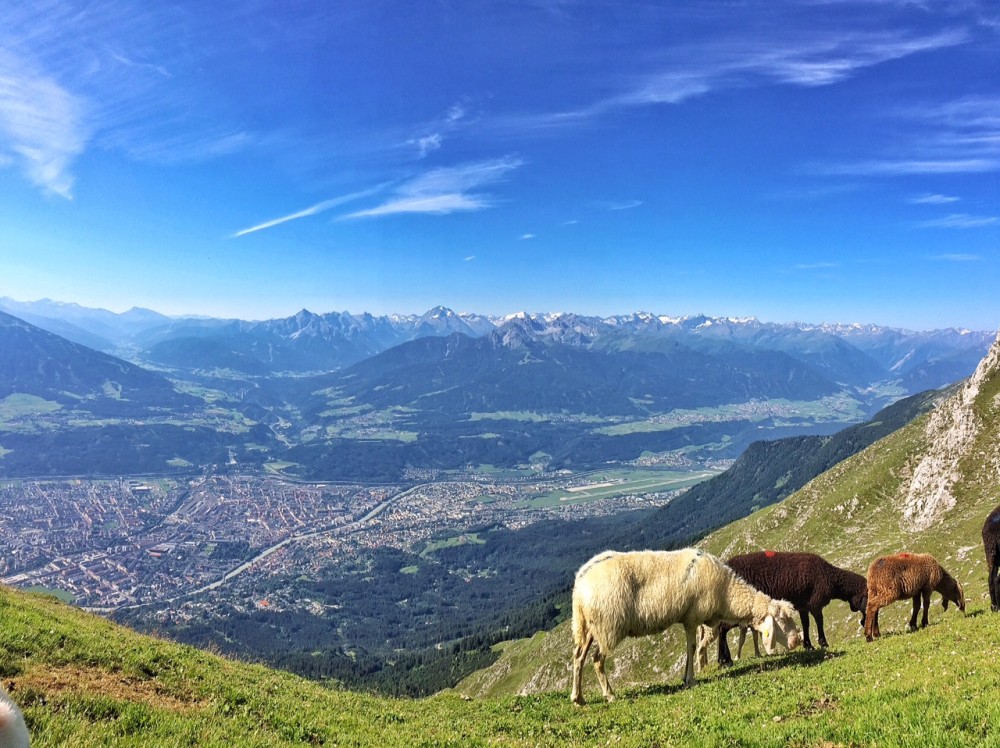 Das ist einzigartig: Schafe auf einer Alm hoch über Innsbruck.