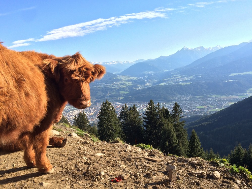 Die Rinder mit dem besten Ausblick über Innsbruck!