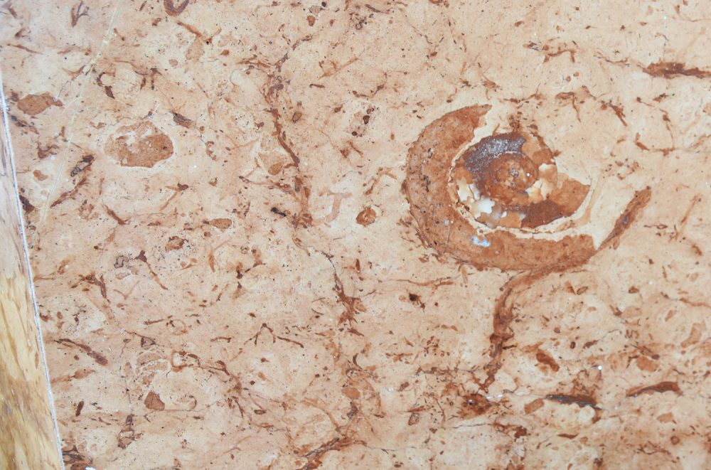 Nel marmo di Kramsach si possono a volte trovare dei fossili, qui una chiocciola. Foto: Vil Joda.