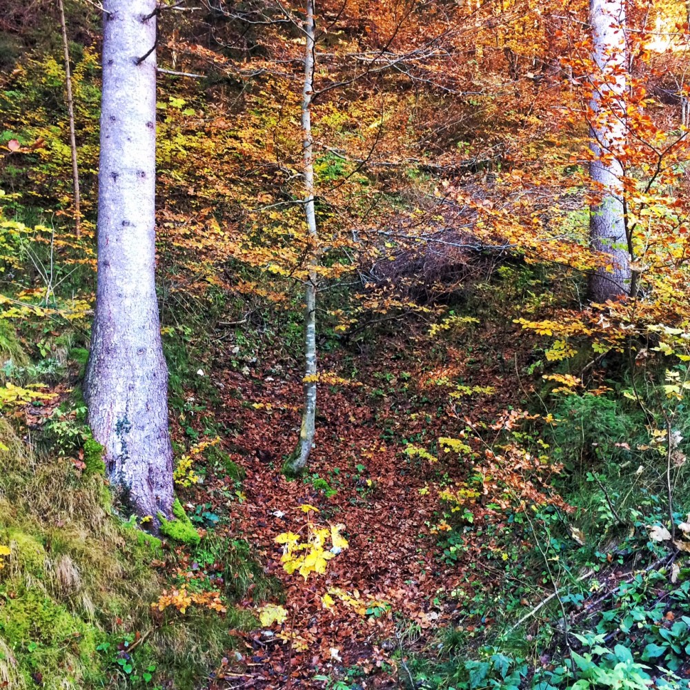 ...heute noch zu sehen sind. Das sogenannte Mundloch dieses Stollens ist noch als Vertiefung im herbstlichen Waldboden zu erahnen.