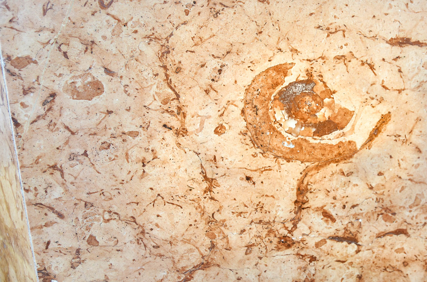 Im Kramsacher Marmor sind manchmal Versteinerungen zu finden, hier ein Schneckenfossil. Foto: Vil Joda.