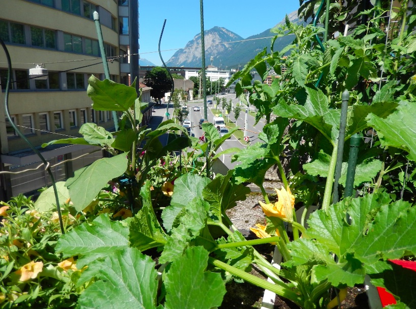 Urban Gardening in Innsbruck Der Blick vom Dschungelbalkon auf die Amraserstraße.