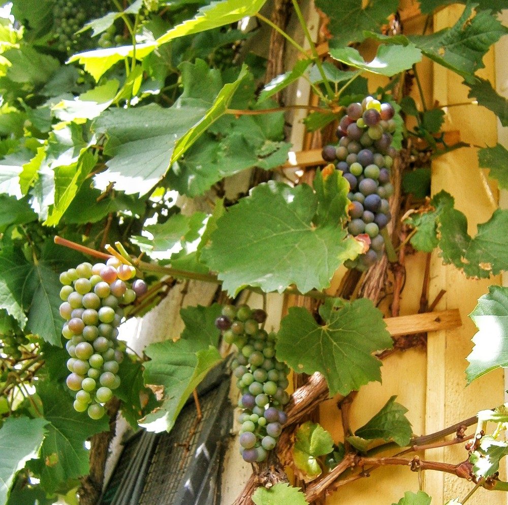 Franz züchtet nicht nur eigene Trauben, er produziert auch seinen eigenen Wein daraus. Quasi eine Innsbrucker Rabiatperle.