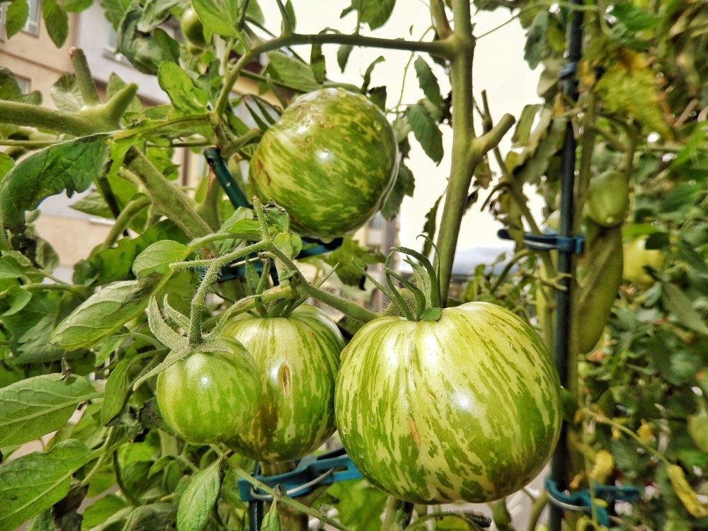 Die schmackhaften grünen Zebratomaten Die grünen Zebratomaten seine eine von 11 Tomatensorten, die Franz Koch auf seinem Balkon züchtet.