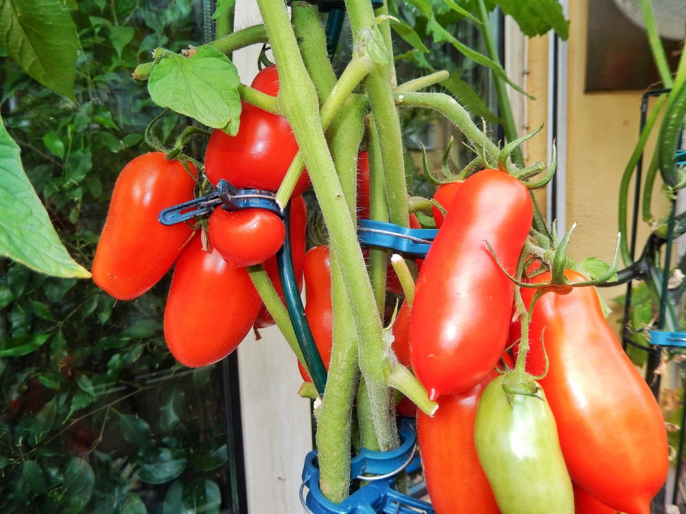 Jahr für Jahr fährt Frant Koch Riesenernten auf seinem Balkon ein. Tomaten bis zum Abwinken...