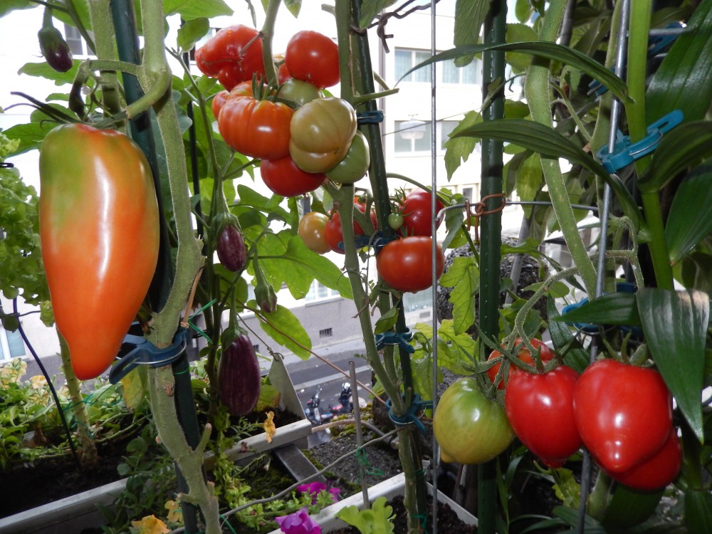 Tomaten auf dem Balkon in der Amraserstraße Urban Gardening vom Feinsten und mit Riesen-Ernteerträgen