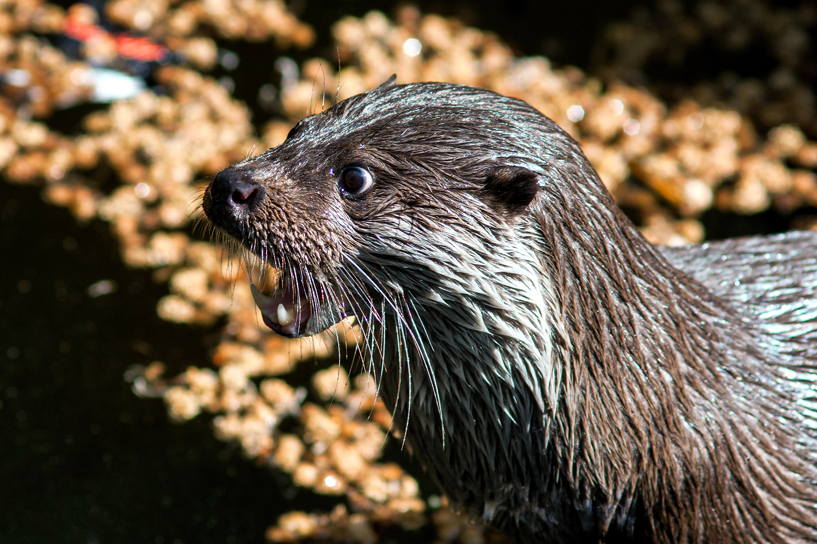 Fischotter im Alpenzoo