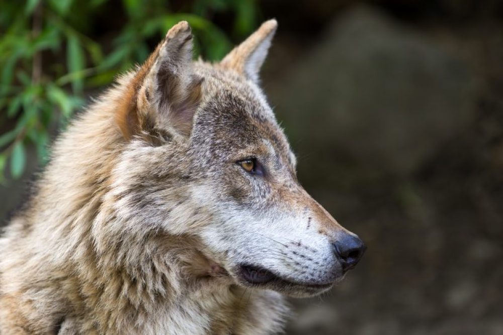 Lo sguardo ipnotico del lupo. Foto: Danijel Jovanovic