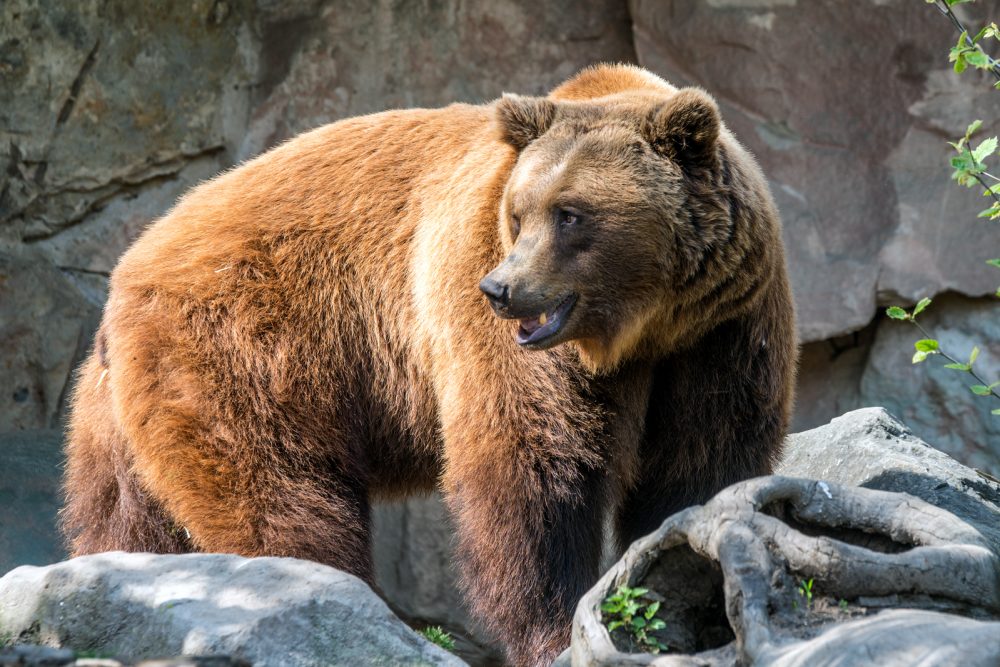 Der Braunbär