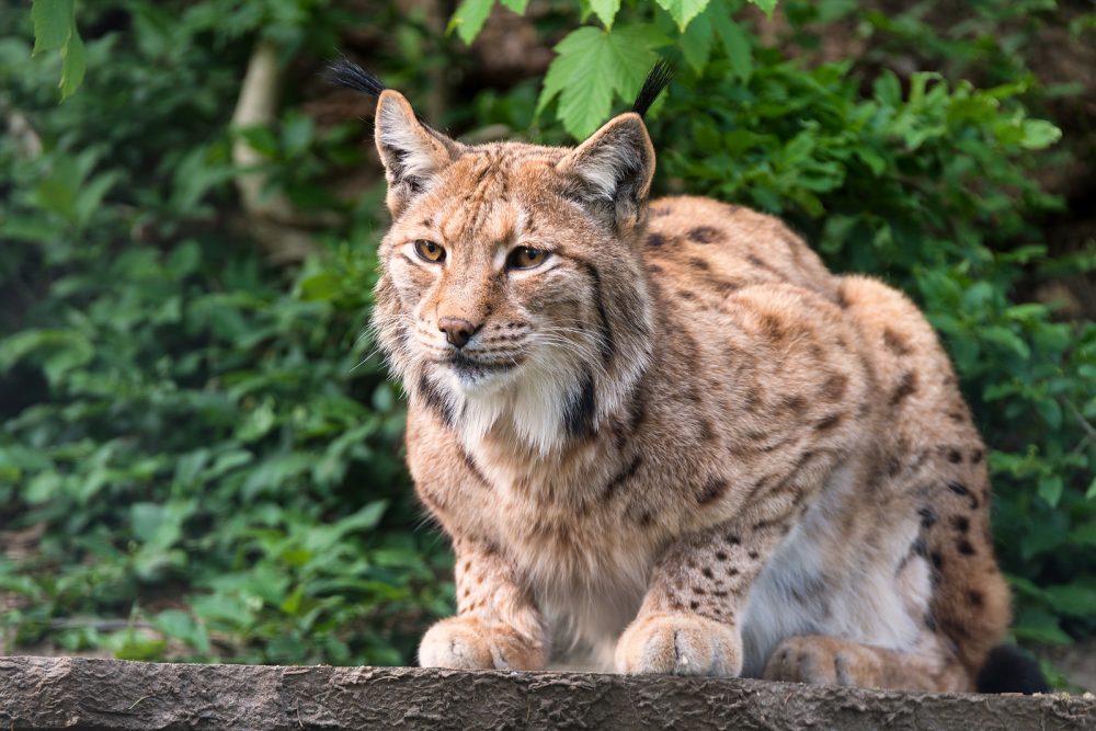 Luchs