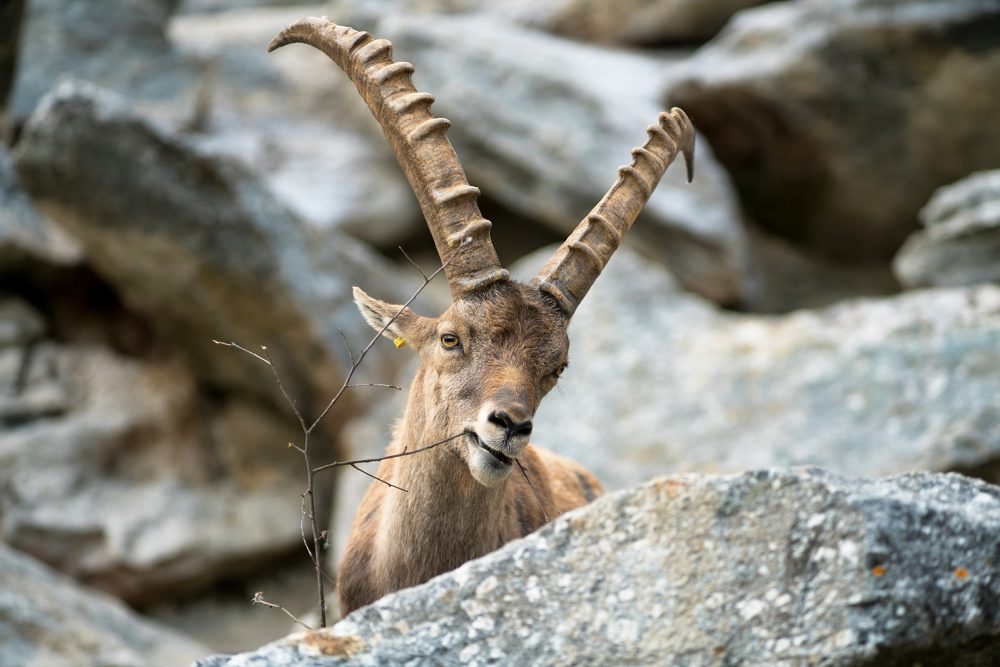 Steinbock