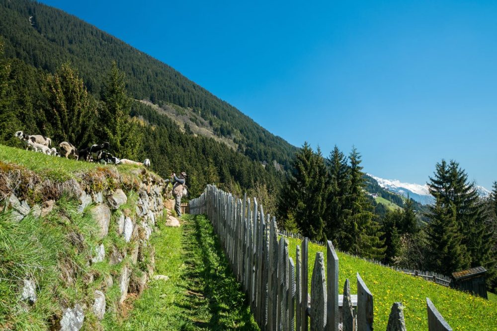 Dass es sich um eine alte Wegtrasse handelt ist aus diesem Bild ersichtlich: Eine Trockensteinmauer sorgt dafür, dass die Wegstrecke frei und damit begehbar belibt. Bild: Danijel Jovanovic
