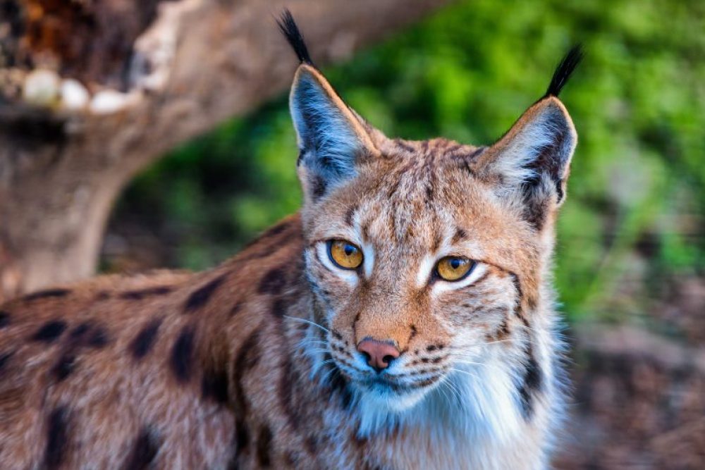 Il maestoso sguardo della lince. Foto: Danijel Jovanovic