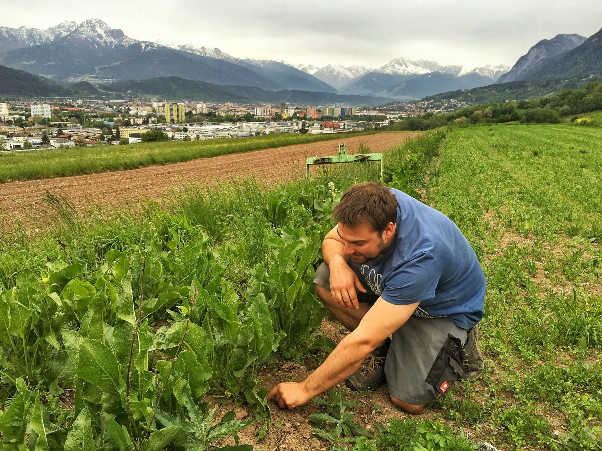 Christoph Appler auf einem seiner typischen Felder mit Blick nach Innsbruck: in der Mitte eine Zeile Kren, damit auch wirklich jeder Zentimeter fruchtbares Land genutzt wird. Rechts die Lupinensaat, die Stickstoff anreichert für die nachfolgenden Nutzpflanzen.