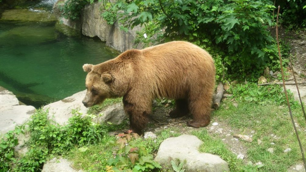 "Ander", l'orso bruno dell' Alpenzoo