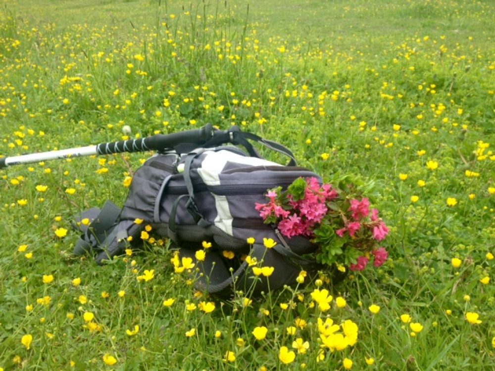 Vorsicht, nicht alle Blumenarten dürfen gepflückt werden! Foto: Tamara Kainz