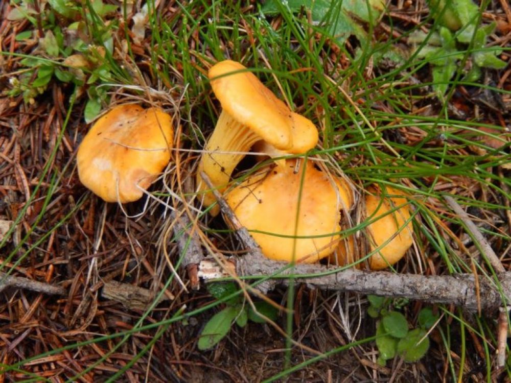 Pilze sammeln ja, aber nicht uneingeschränkt.