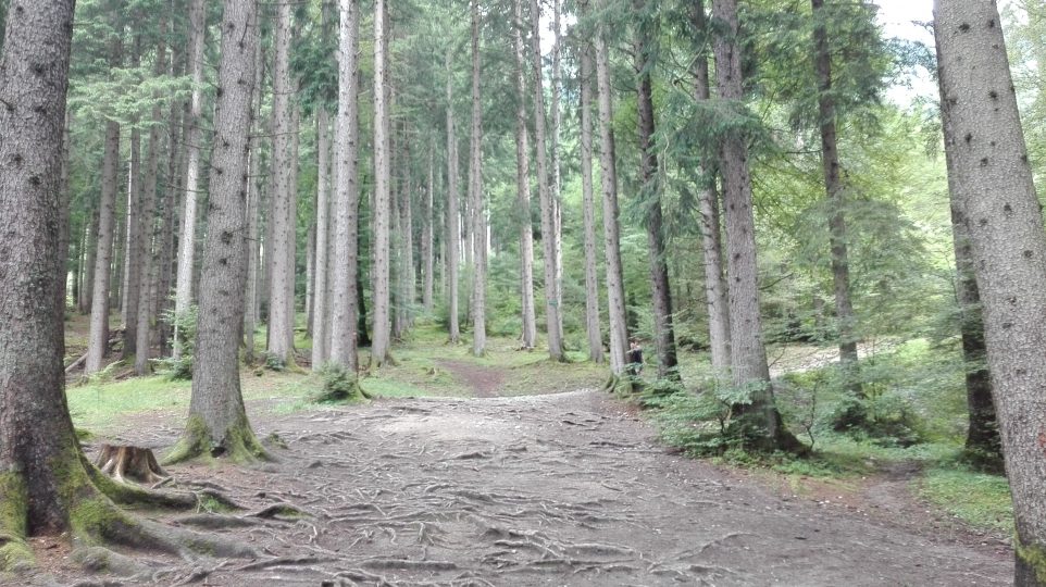 Innsbruck, Seegrube, Arztler Alm, Alpi, Malga, Estate, Trekking, Essen und Trinken, Gastronomia