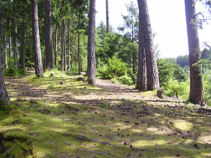 Il percorso è a tratti all'ombra del bosco. Foto Laura Manfredi