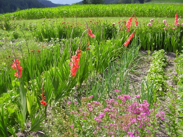 Meravigliosi orti fioriti costeggiano la strada. Foto Laura Manfredi