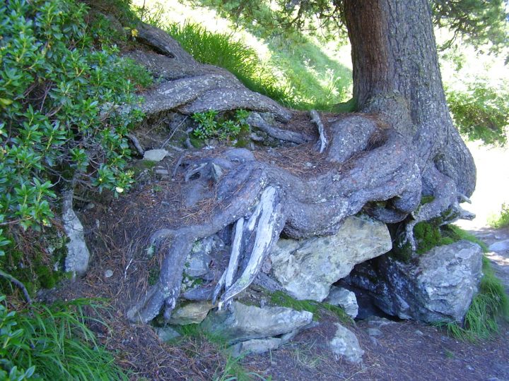 Le bellissime radici di un pino cembro centenario lungo il sentiero dei Pini Cembri © Laura Manfredi