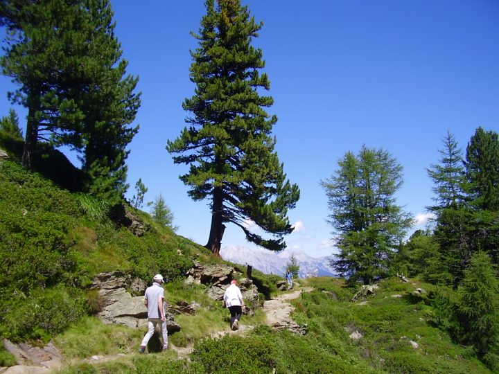 Una bella escursione da Innsbruck: il sentiero dei Pini Cembri © Laura Manfredi