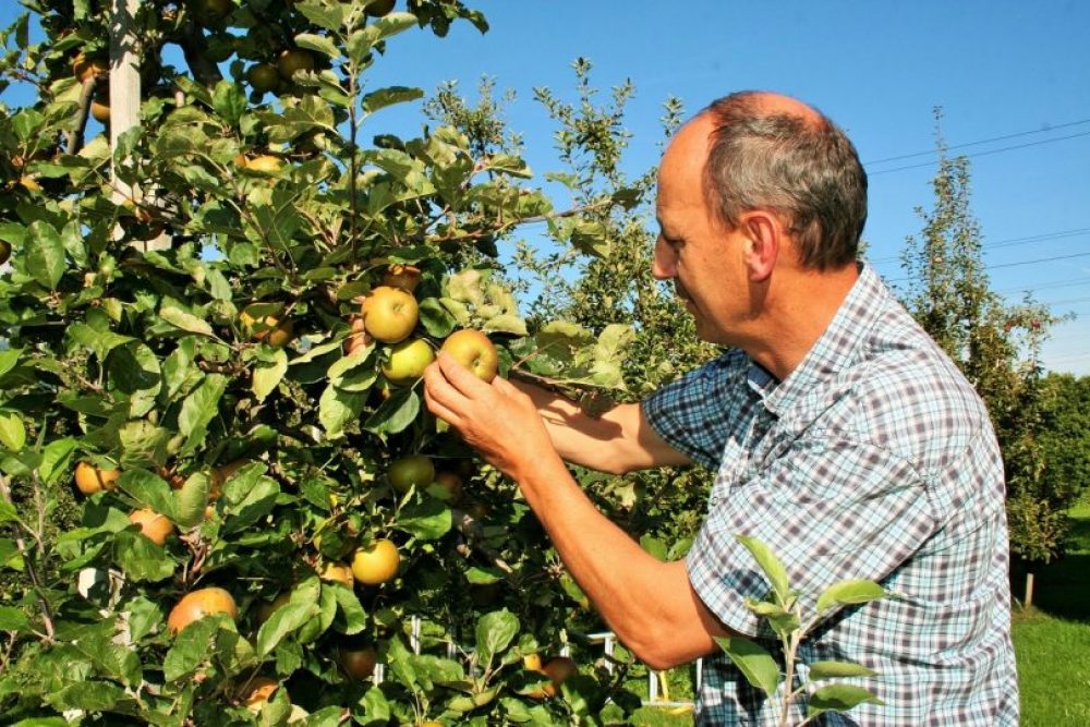 Nur das beste Obst ist gut genug für die Herstellung der Edelbrände. Foto: Tamara Kainz