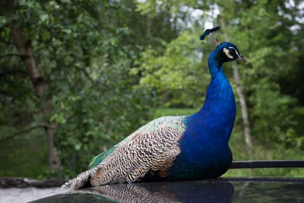 Hallo Pfau! Foto: Lea Hajner