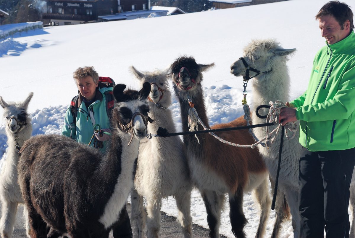 Marco Muglach und seine 5 Lamas