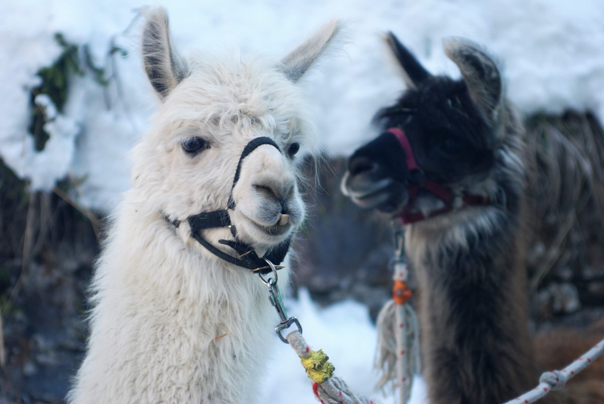 zwei Lamas