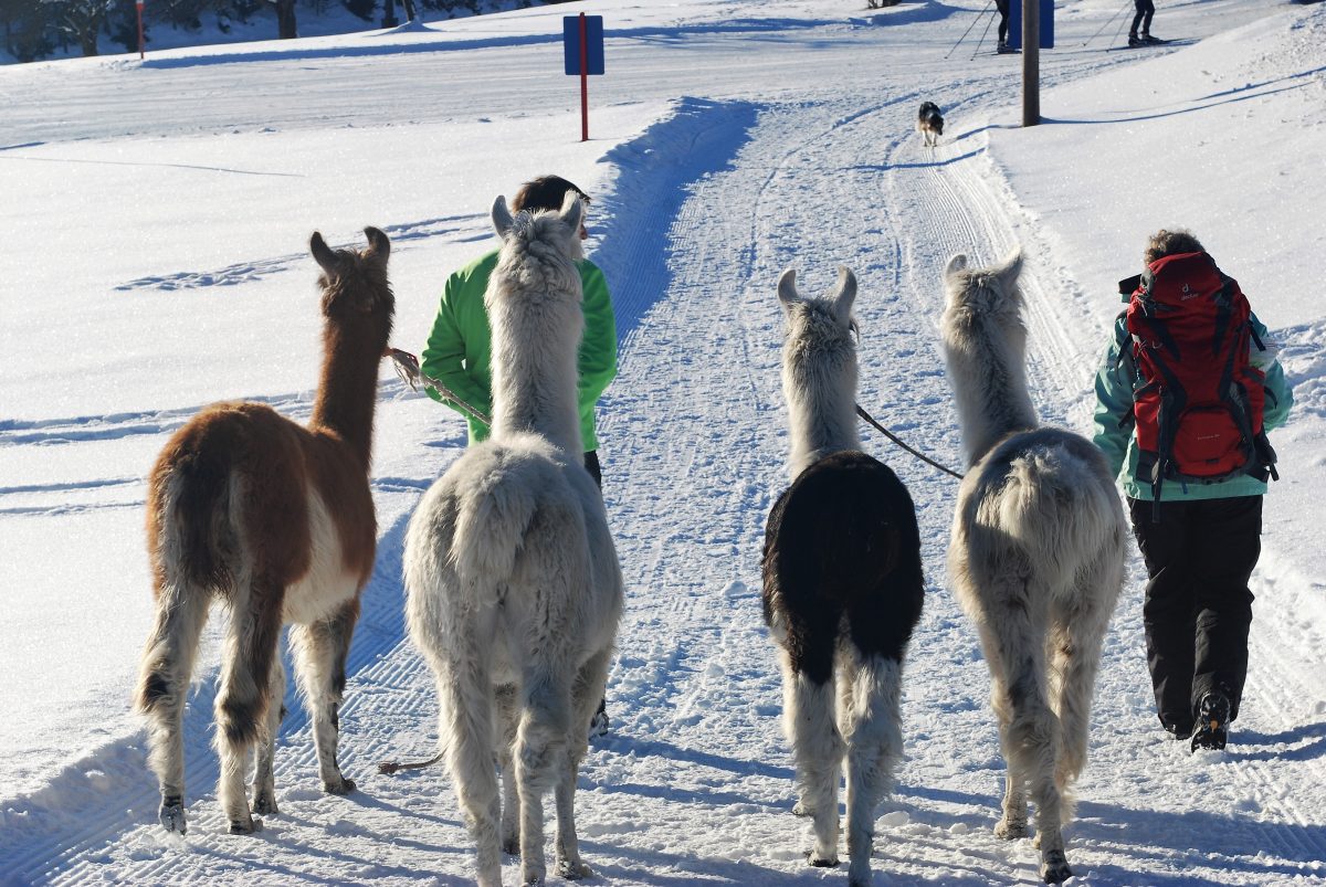 Wndern mit Lamas in Obsteig