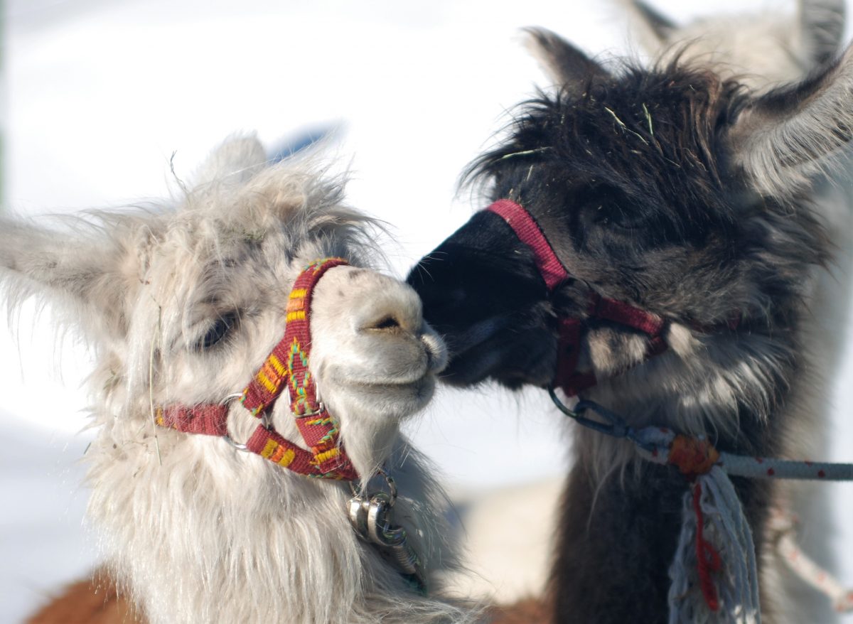 Zwei Lamas die kuscheln