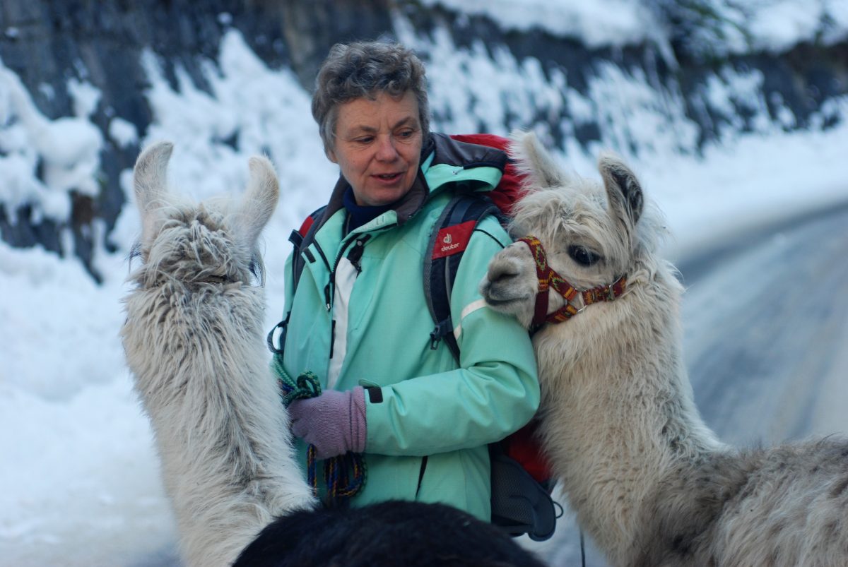 zwei junge Lamas