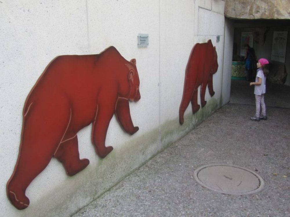 installazione didattica orso Alpenzoo Innsbruck