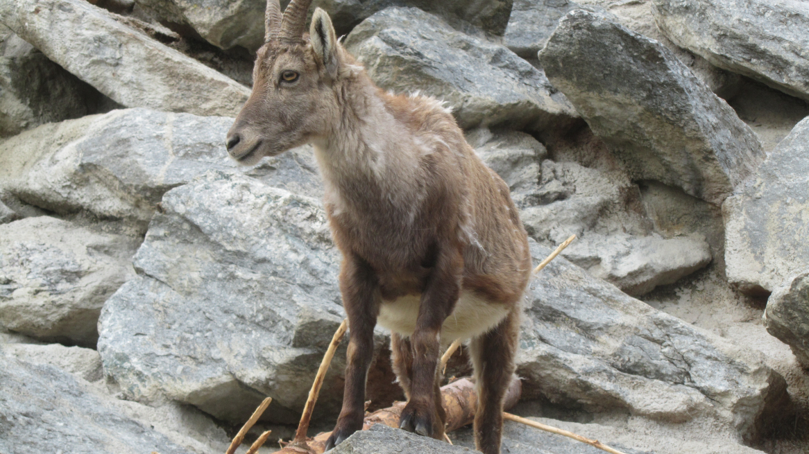 Alpenzoo Innsbruck stambecco