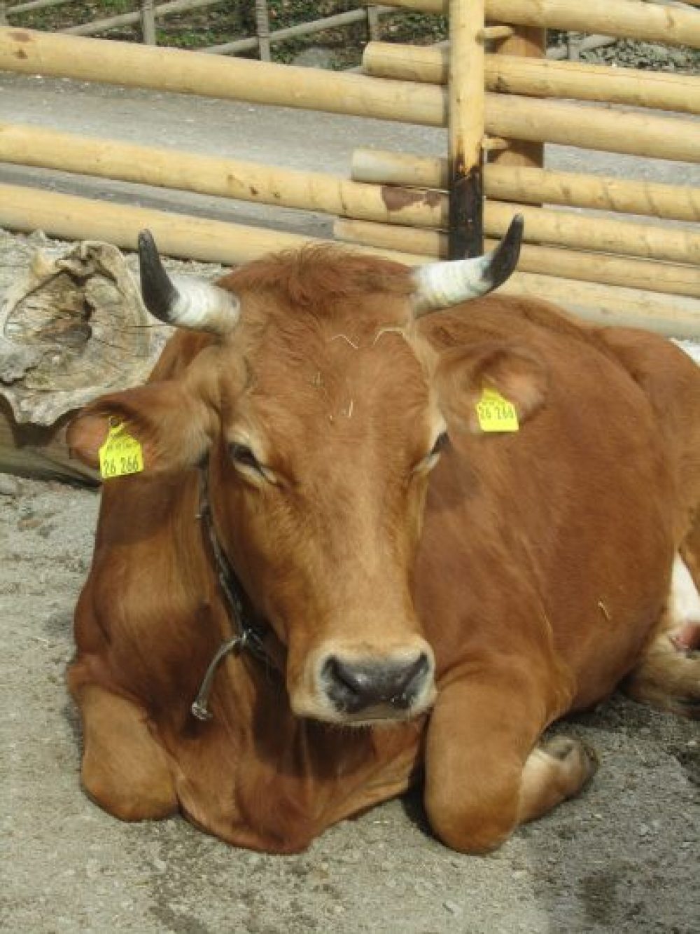 mucche fattoria bambini Alpenzoo Innsbruck