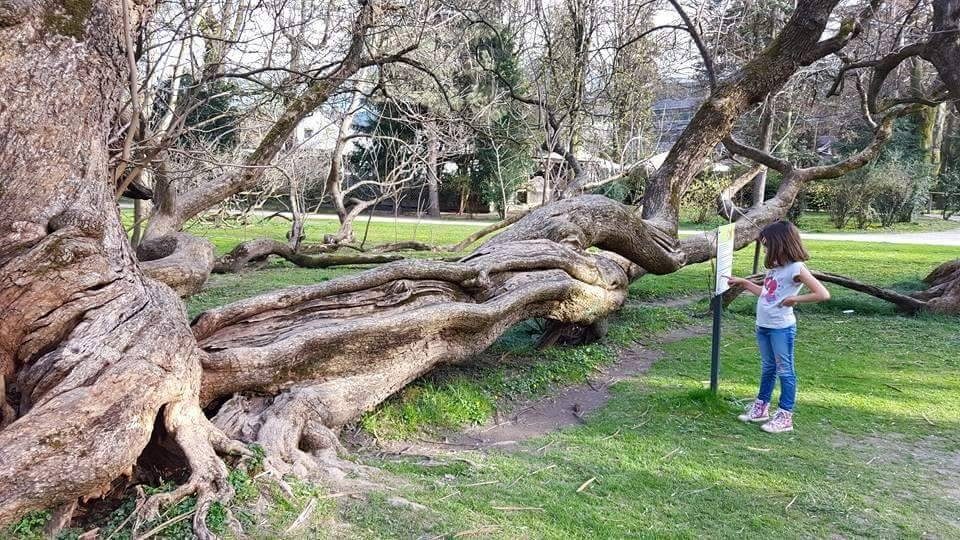 piante secolari parco giardino imperiale Innsbruck