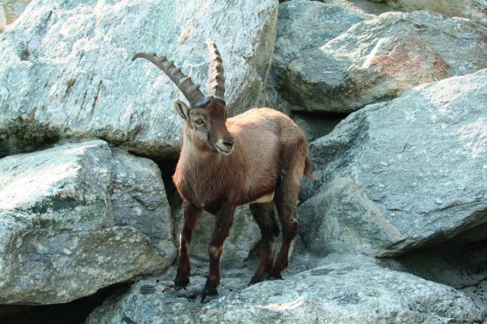 Steinbock im Alpenzoo