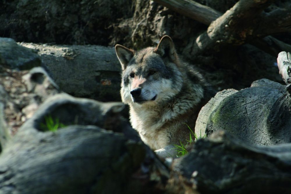 ein Wolf im Alpenzoo