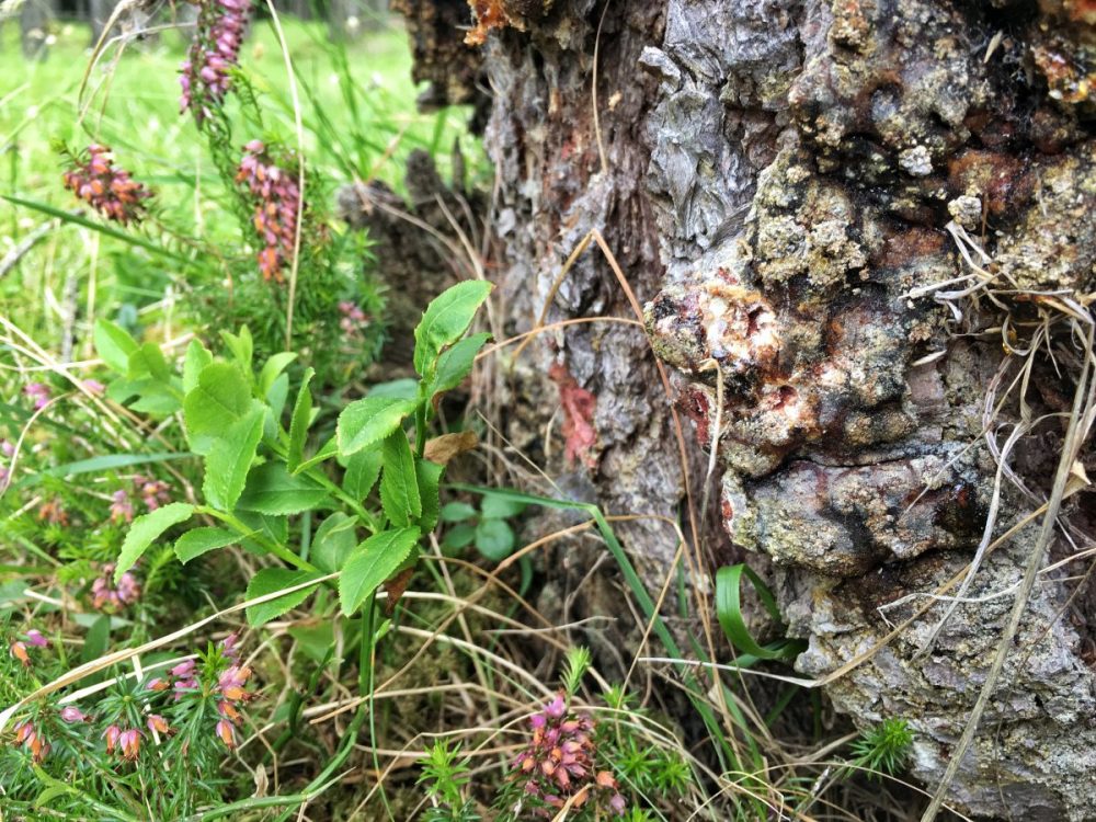 Lärchenpech bei den Alpenkräutertagen